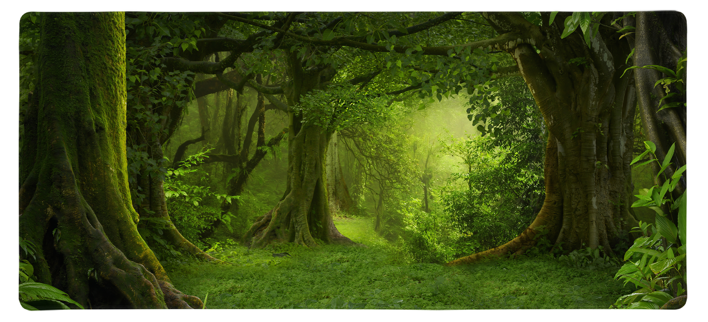 Lost in the Woods